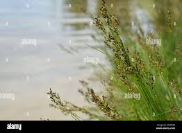 Attēlu rezultāti vaicājumam “Juncus compressus fruit”
