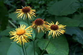 Attēlu rezultāti vaicājumam “Telekia speciosa bud”
