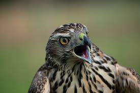 Image result for Goshawks G C