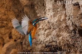 Attēlu rezultāti vaicājumam “Alcedo atthis nest”