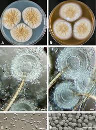 Attēlu rezultāti vaicājumam “Fuligo gyrosa macro”