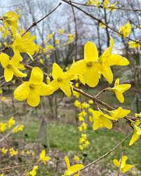 Attēlu rezultāti vaicājumam “Forsythia suspensa flower”