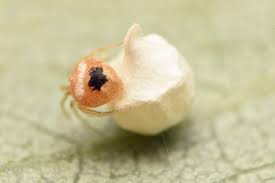 Attēlu rezultāti vaicājumam “Paidiscura pallens”