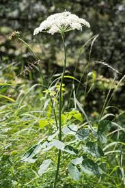 Attēlu rezultāti vaicājumam “Laserpitium latifolium leaf”