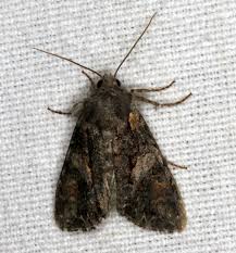 Attēlu rezultāti vaicājumam “Lacanobia contigua imago”