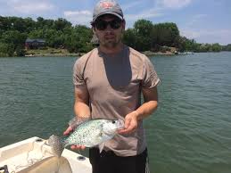 Image result for Pomoxis annularis