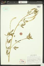 Attēlu rezultāti vaicājumam “Melilotus wolgicus flower”