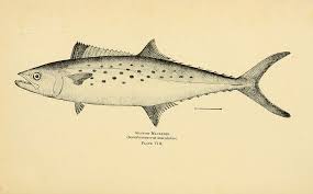 Image result for Scomberomorus maculatus