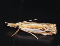 Attēlu rezultāti vaicājumam “Crambus”