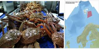 Image result for Chionoecetes opilio