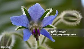 Image result for Borretsch