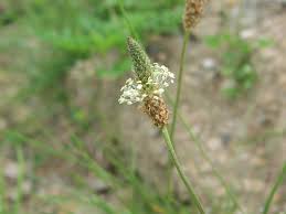 Attēlu rezultāti vaicājumam “Plantago lanceolata”