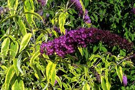Image result for Buddleja davidii
