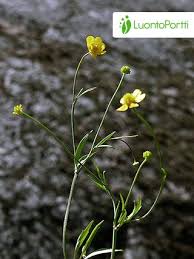 Attēlu rezultāti vaicājumam “Ranunculus flammula leaf”