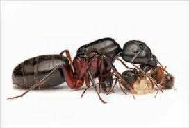 Attēlu rezultāti vaicājumam “Camponotus herculeanus”