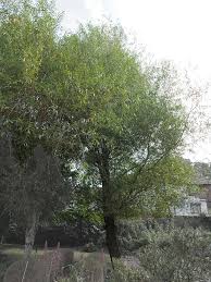 Attēlu rezultāti vaicājumam “Salix x fragilis”