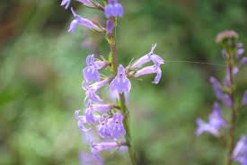 Attēlu rezultāti vaicājumam “Lobelia dortmanna bud”