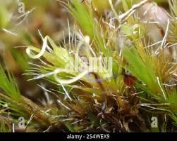 Attēlu rezultāti vaicājumam “Campylopus introflexus”