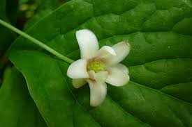 Attēlu rezultāti vaicājumam “Schisandra chinensis flower”