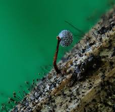 Attēlu rezultāti vaicājumam “Physarum murinum stalked”