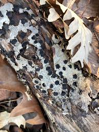 Attēlu rezultāti vaicājumam “Biscogniauxia marginata”