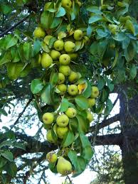 Attēlu rezultāti vaicājumam “Pyrus communis fruit”