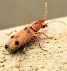 Attēlu rezultāti vaicājumam “Anthicidae”