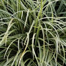 Attēlu rezultāti vaicājumam “Carex caryophyllea leaf”