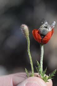 Attēlu rezultāti vaicājumam “Papaver argemone bud”