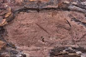 Attēlu rezultāti vaicājumam “Ceriporia excelsa”