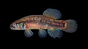 Attēlu rezultāti vaicājumam “Licea pygmaea”