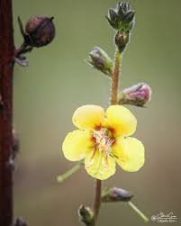 Attēlu rezultāti vaicājumam “Scrophulariaceae”