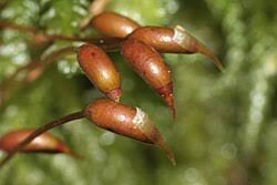 Attēlu rezultāti vaicājumam “Eurhynchium angustirete sporophyte”