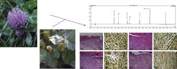 Attēlu rezultāti vaicājumam “Trifolium spadiceum fruit”