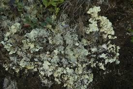 Attēlu rezultāti vaicājumam “Cetrelia sp.”