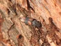 Attēlu rezultāti vaicājumam “Bitoma crenata”