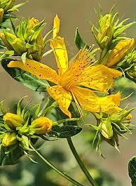 Attēlu rezultāti vaicājumam “Hypericum perforatum fruit”