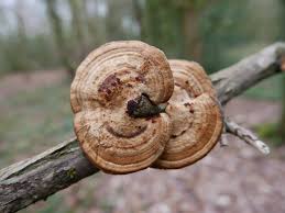 Attēlu rezultāti vaicājumam “Daedaleopsis confragosa”