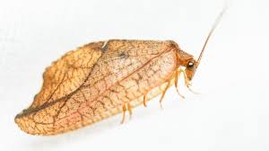 Attēlu rezultāti vaicājumam “Drepanepteryx phalaenoides”