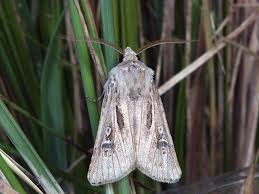 Attēlu rezultāti vaicājumam “Agrotis vestigialis”