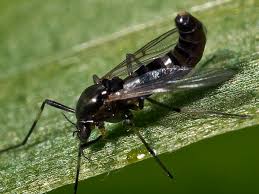 Attēlu rezultāti vaicājumam “Cricotopus male”