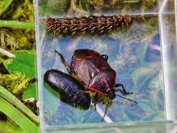 Attēlu rezultāti vaicājumam “Jalla dumosa imago”