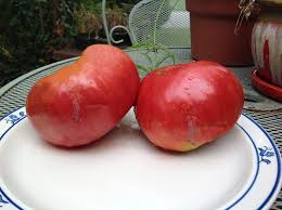 Afbeeldingsresultaat voor 1884 purple tomato