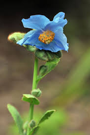 Image result for Meconopsis betonicifolia