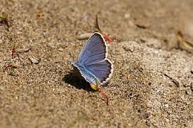 Attēlu rezultāti vaicājumam “Plebejus idas underside”