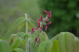 Attēlu rezultāti vaicājumam “Juglans cinerea fruit”