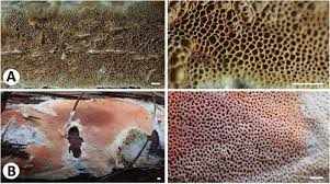 Attēlu rezultāti vaicājumam “Ceriporia”