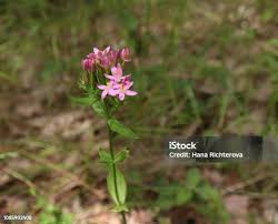 Attēlu rezultāti vaicājumam “Centaurium erythraea leaf”
