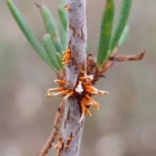 Attēlu rezultāti vaicājumam “Uromyces dactylidis”