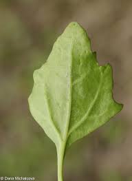 Attēlu rezultāti vaicājumam “Chenopodium rubrum leaf”